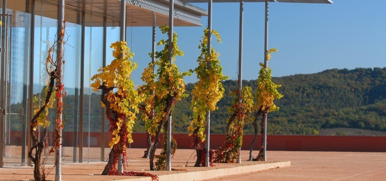 Vineyards at Rocca di Frassinello